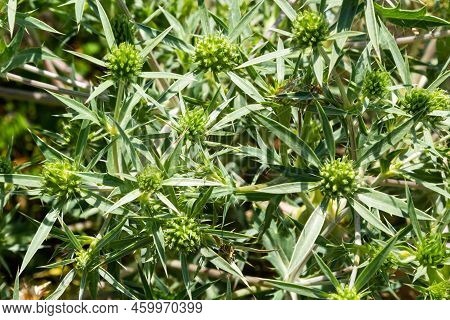 Details Of Field Eryngo Or Eryngium Campestre Growing In A Nature Area