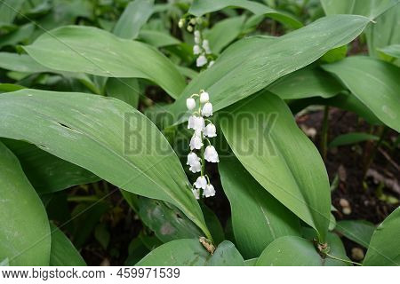Pure White Flowers Of Lily Of The Valley In Mid May