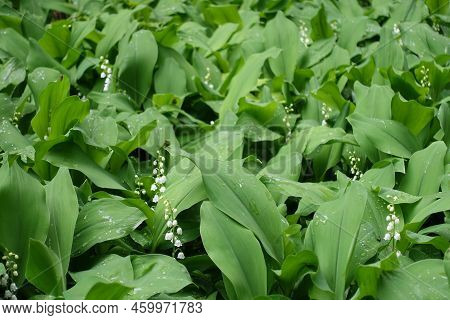 Water Drops On Flowering Lily Of The Valley In May