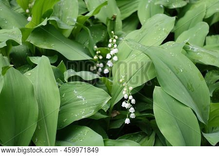 Wet Foliage Of Flowering Lily Of The Valley In May