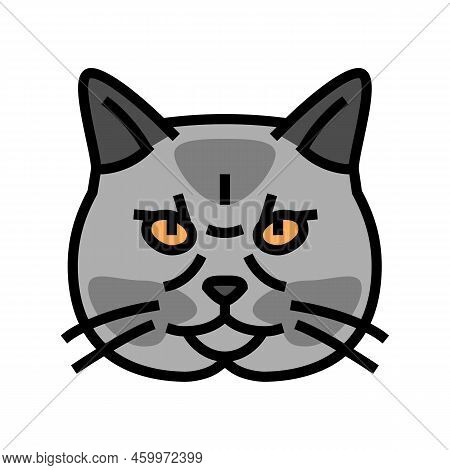 British Shorthair Cat Cute Pet Color Icon Vector. British Shorthair Cat Cute Pet Sign. Isolated Symb