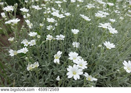 Many White Flowers Of Cerastium Tomentosum In Mid May