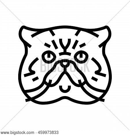 Exotic Shorthair Cat Cute Pet Line Icon Vector. Exotic Shorthair Cat Cute Pet Sign. Isolated Contour