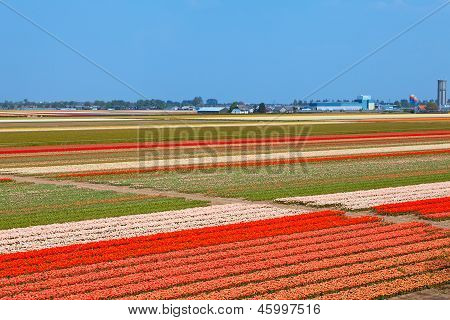 Dutch Bulb Field Of Colorful Tulips Near Lisse