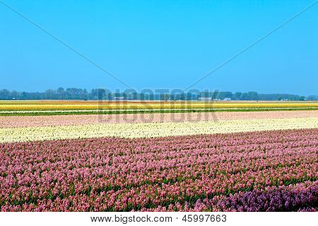 Dutch Bulb Field