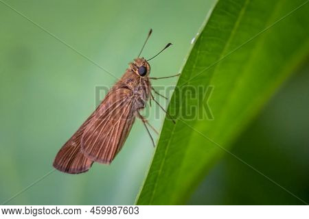 An Ocola Skipper, Or Long-winged Skipper, (panoquina Ocola) Resting On A Leaf.