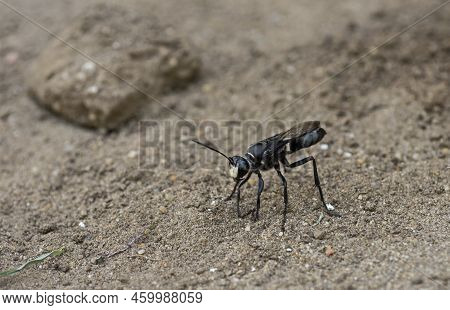 Closeup Macro Detail Of Bembicini Sand Wasp On Soil Ground In Garden