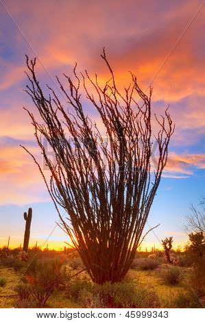 Ocotillo