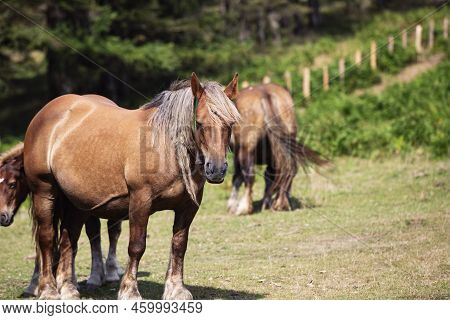 Burguete Mare Grazing In The Irati Valley