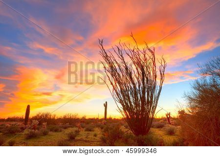 Brændende Ocotillo