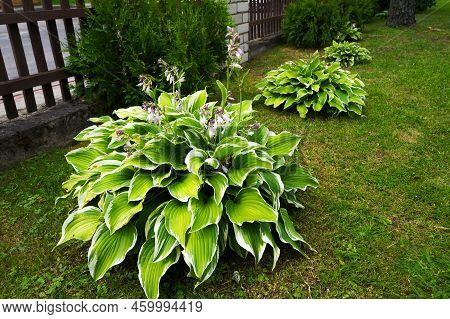 Lush Green Foliage And Lilac Flowers Of Decorative Plant Hosta (funkia).