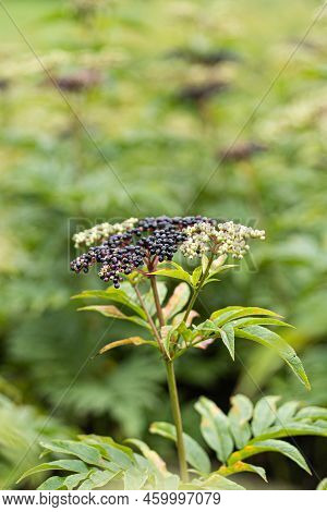 Clusters Fruit Black Elderberry In Garden. Sambucus . Common Names: Elder, Black Elder, European Eld
