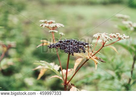 Clusters Fruit Black Elderberry In Garden. Sambucus . Common Names: Elder, Black Elder, European Eld