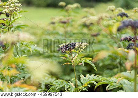 Clusters Fruit Black Elderberry In Garden. Sambucus . Common Names: Elder, Black Elder, European Eld