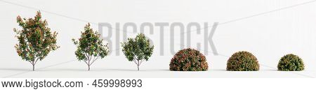 3d Illustration Of Set Acmena Smithii Allyn Magic Bush Isolated On White Bachground