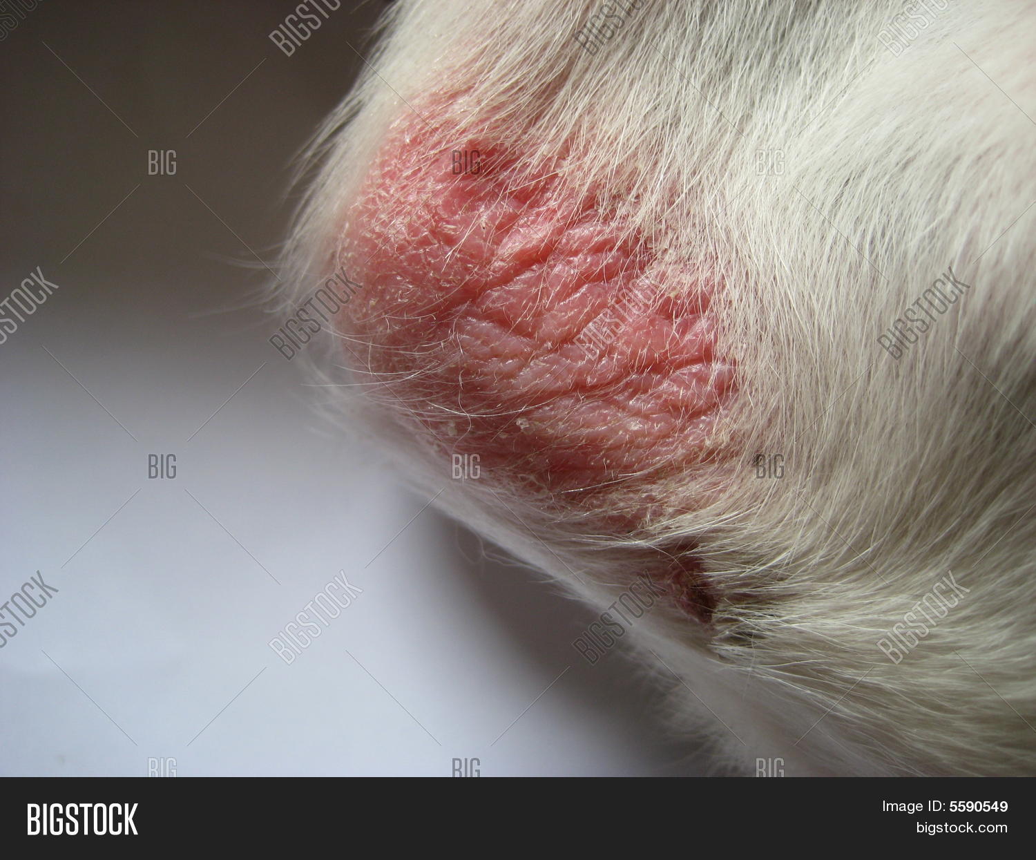dog-elbow-pressure-sore-image-photo-bigstock