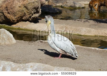 Pink Pelicans