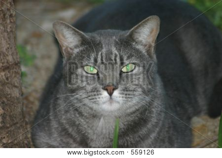 Top Cat