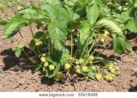 unripened strawberries