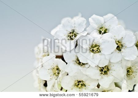 Tiny White Flower Bouquet Macro