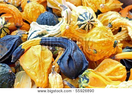 Bumpy Gourd