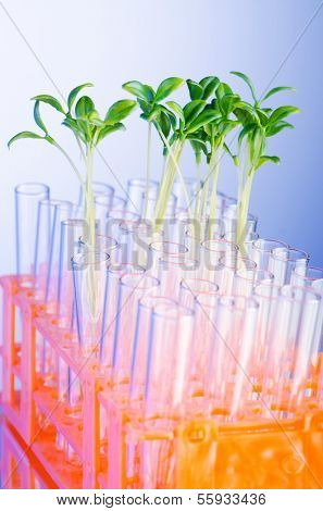 Lab experiment with green seedlings