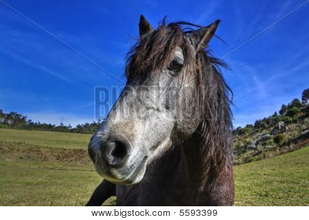 Paard