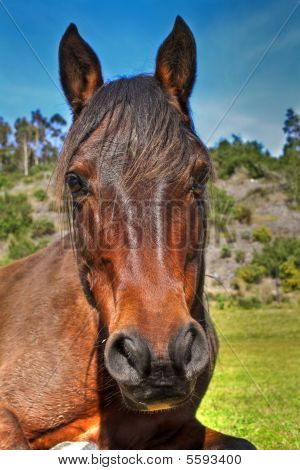 Paard