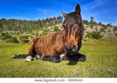 Paard