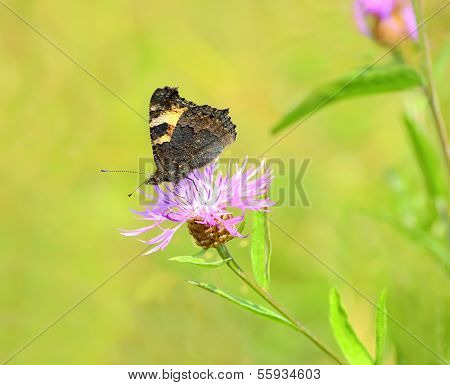 Butterfly On Cornflower