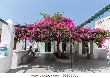 Flowers Bougainvillea In Fira Town - Santorini Island,crete,greece.