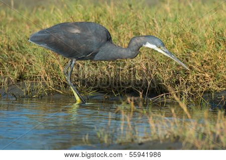Western Reef Heron (Egretta Gularis) Jagd