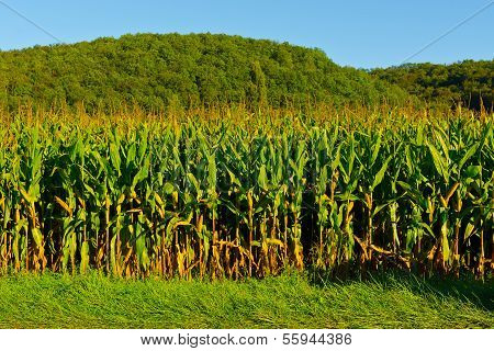 Plantation