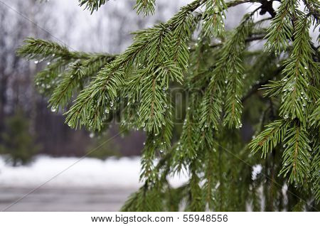 Spruce Branches