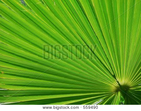 Palm retroilluminato