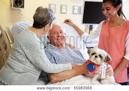 Pet Therapy Dog Visiting Senior Male Patient In Hospital