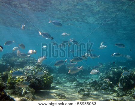 Coral reef