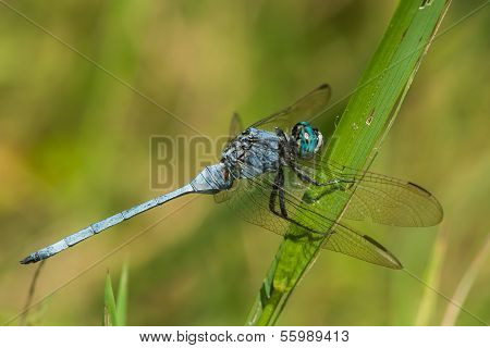 Strong Skimmer Dragonfly (orthetrum Brachiale) In Profile