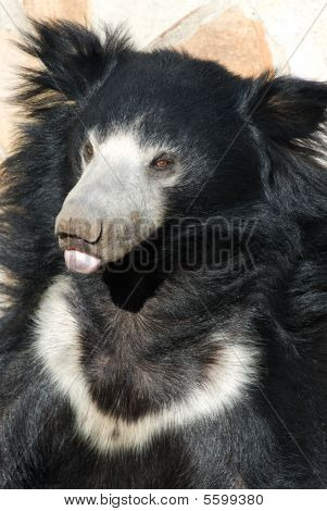 Indienne ours lippu