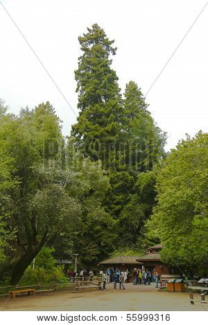 Muir Woods National monument nesr San Francisco, California