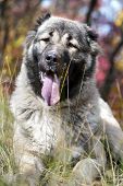 Caucasian Shepherd Dog