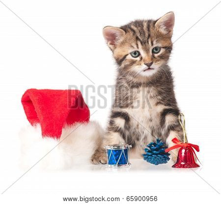 Cute Kitten