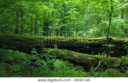 สดผลัดใบยืน Bialowieza ป่าใน Springtime