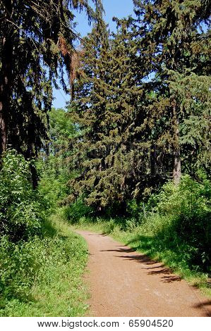 Track In The Spruce Forest
