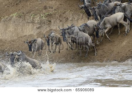 Wildebeest jumping in the Mara river