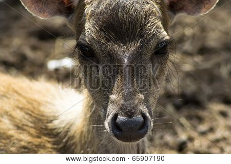 Sika Deer Kid Nose.