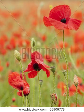 Poppies in a field