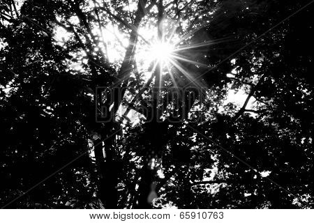Sunburst Breaking Through Trees