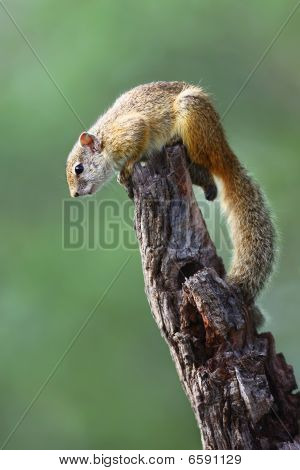 Baumhörnchen