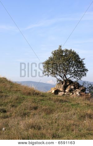 Drzewo na wzgórzu Dzhvari
